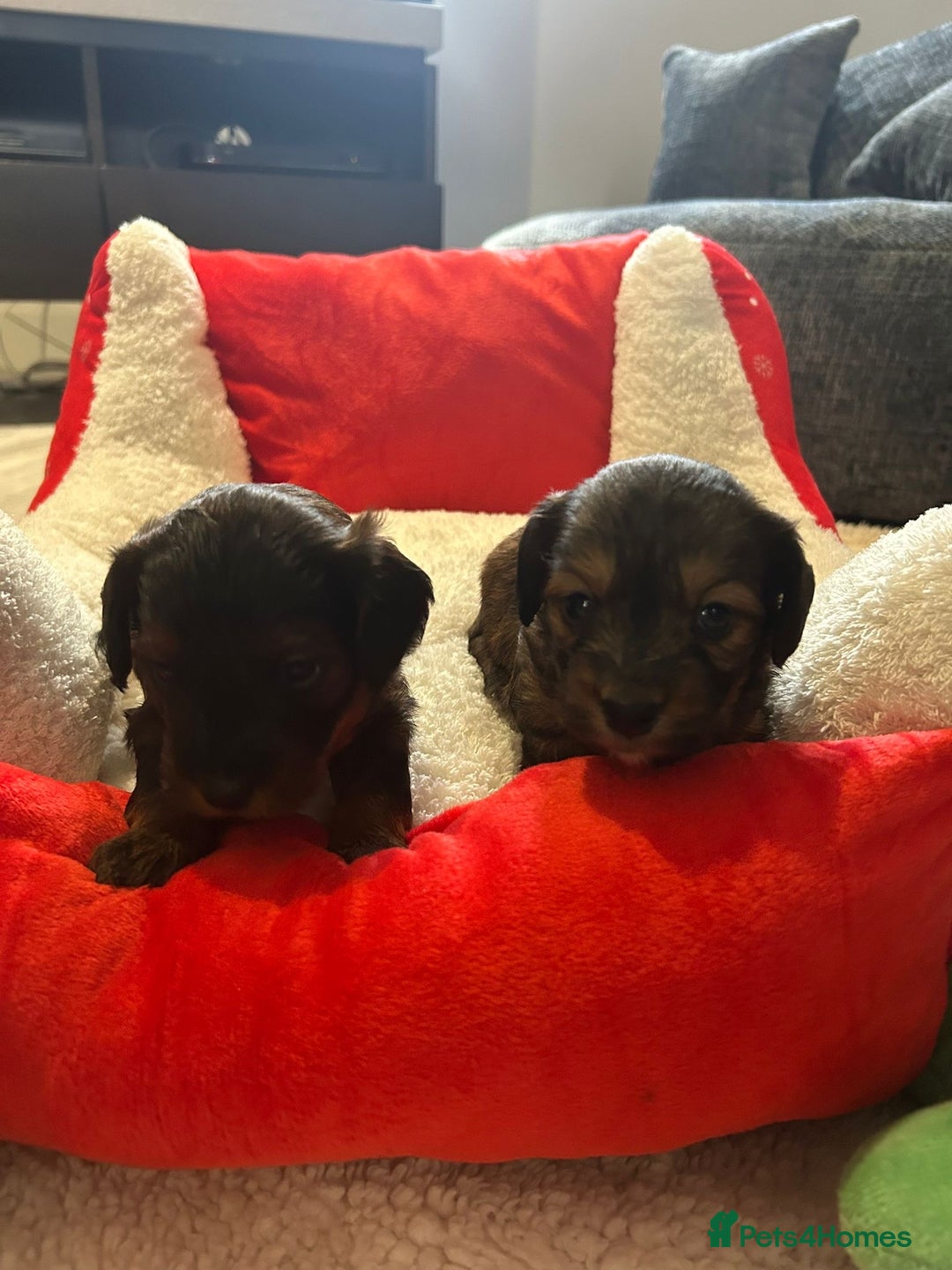 Mixed Breed dogs for sale: Doxiepoo pups - Advert 15