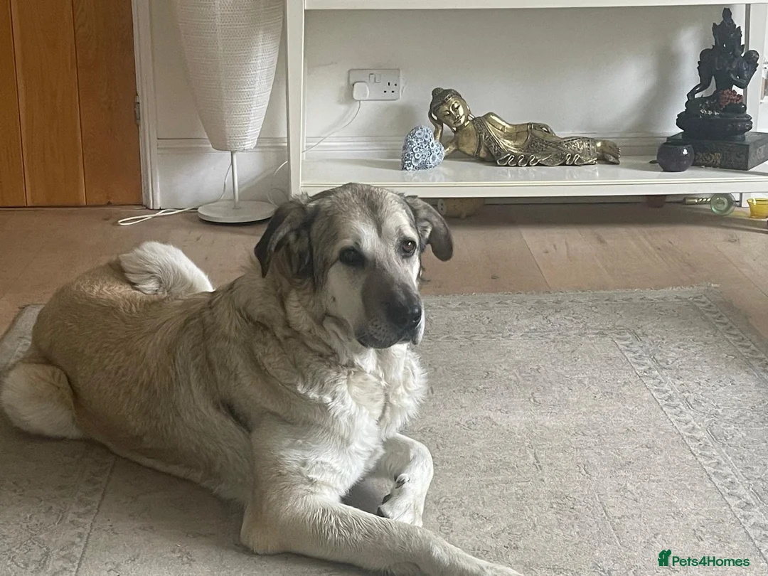 Mixed Breed dogs for adoption: Lovely Lara 🩷🐾 in Hengoed - Advert 2