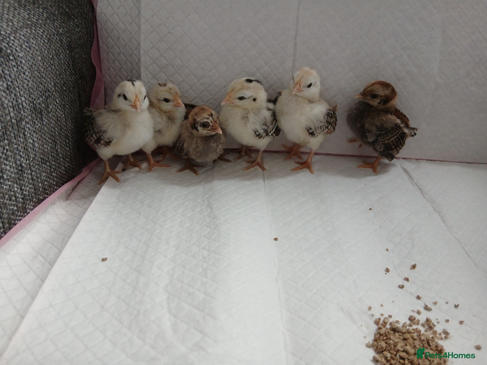 Chickens poultry Serama chicks - Advert 2