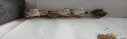 Chickens poultry for sale: Serama chicks - Advert 1
