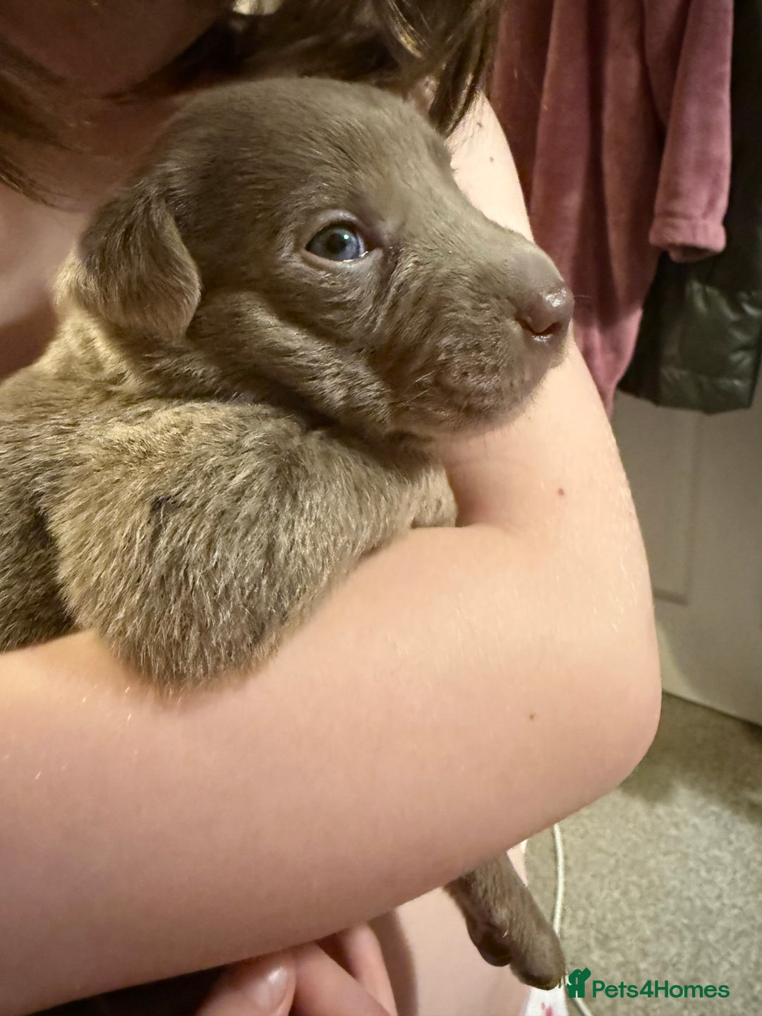 Mixed Breed dogs for sale: Ready 12 Jan Sharpei x Rhodesian ridgeback Hybrid - Advert 21