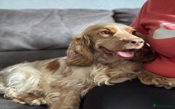 Cocker Spaniel dogs for sale: Stunning litter of Show Cocker Spaniel Puppies - Image 19