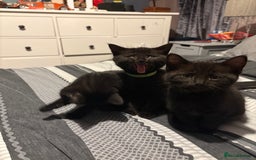 Bengal cats for sale: 3 female Bengal cross kittens  - Image 3