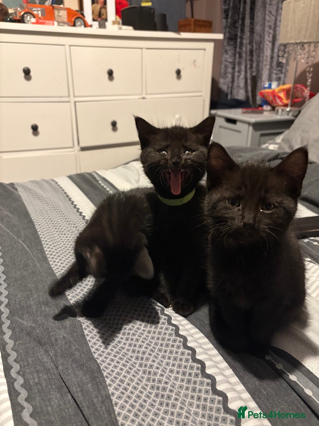 Bengal cats for sale: 3 female Bengal cross kittens  - Image 3