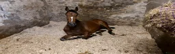 English Thoroughbred horses for sale: Hero- 16.1hh project - Advert 1