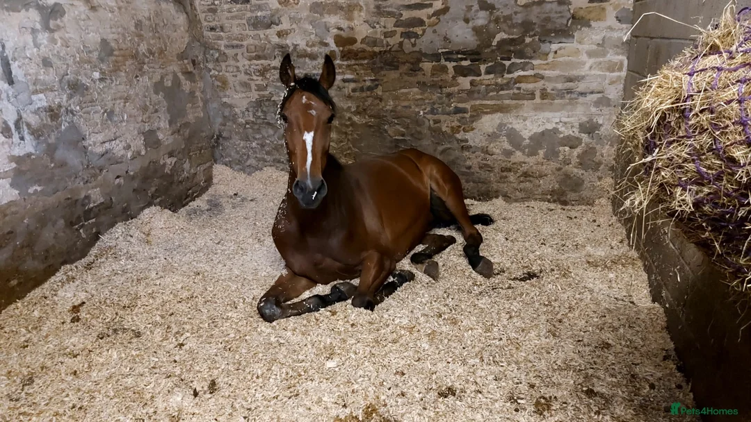 English Thoroughbred horses for sale: Hero- 16.1hh project - Advert 1
