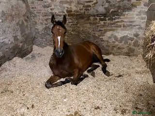 English Thoroughbred horses Hero- 16.1hh project - Advert 1