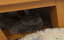 British Shorthair cats for sale: Britsh shorthair  - Image 3