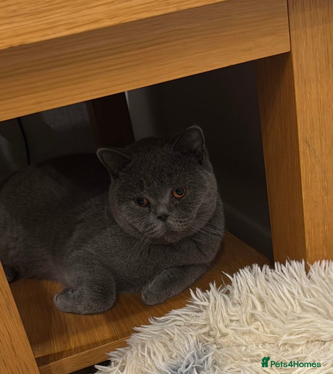 British Shorthair cats for sale: Britsh shorthair  - Image 3