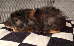 Guinea Pig rodents for sale: Female Abyssinian black & Ginger Guinea Pig  - Image 3