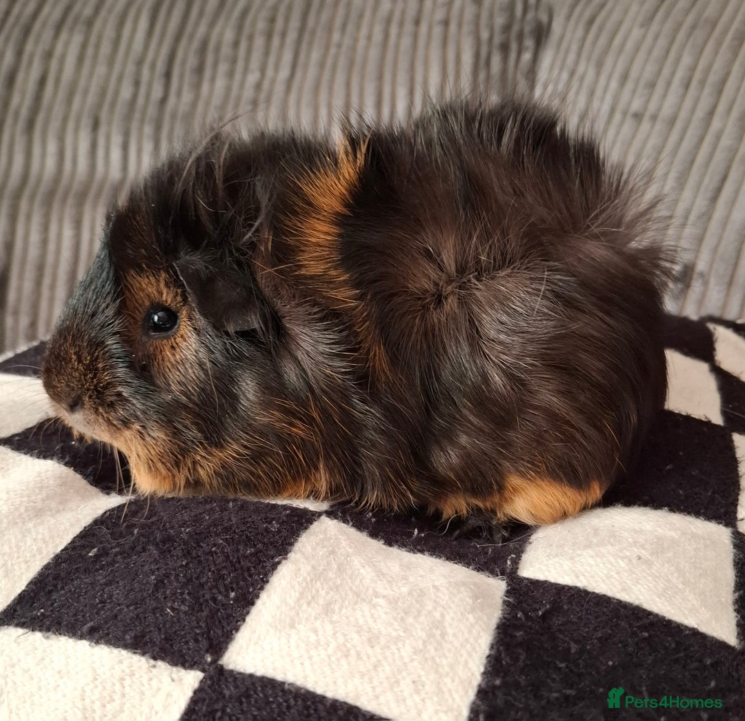 Guinea Pig rodents for sale: Female Abyssinian black & Ginger Guinea Pig  - Image 3