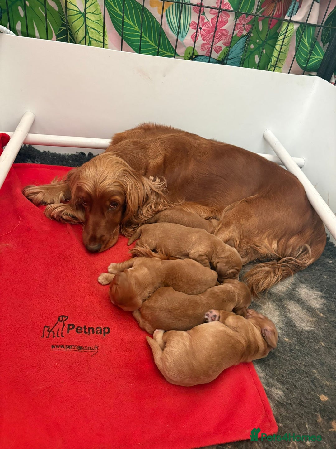Cocker Spaniel dogs for sale: Beautiful KC Show Cocker Spaniel Pups - Advert 6