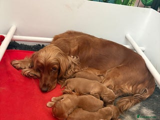 Cocker Spaniel dogs Beautiful KC Show Cocker Spaniel Pups - Advert 2