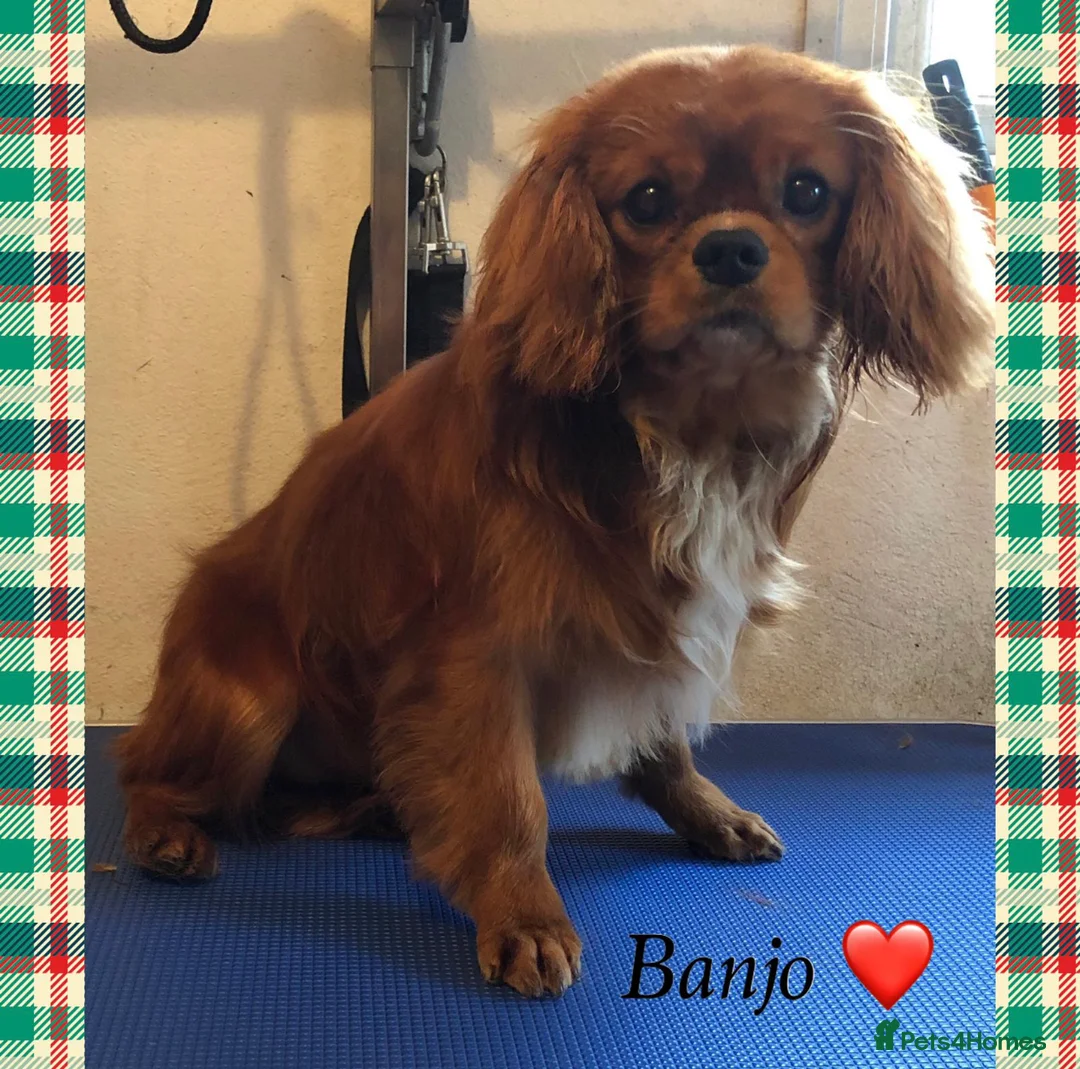 Cavalier King Charles Spaniel dogs for stud: Kc reg ling charles cavalier stud - Advert 1
