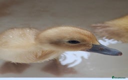 Ducks poultry for sale: Adolescent Welsh Harlequin Ducks – 1 F, 2 M - Image 6
