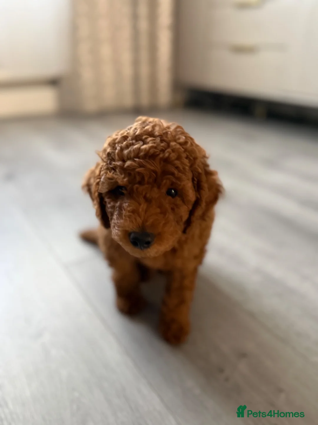 Toy Poodle dogs for sale: Toy Poodle  in Middlesbrough - Advert 2