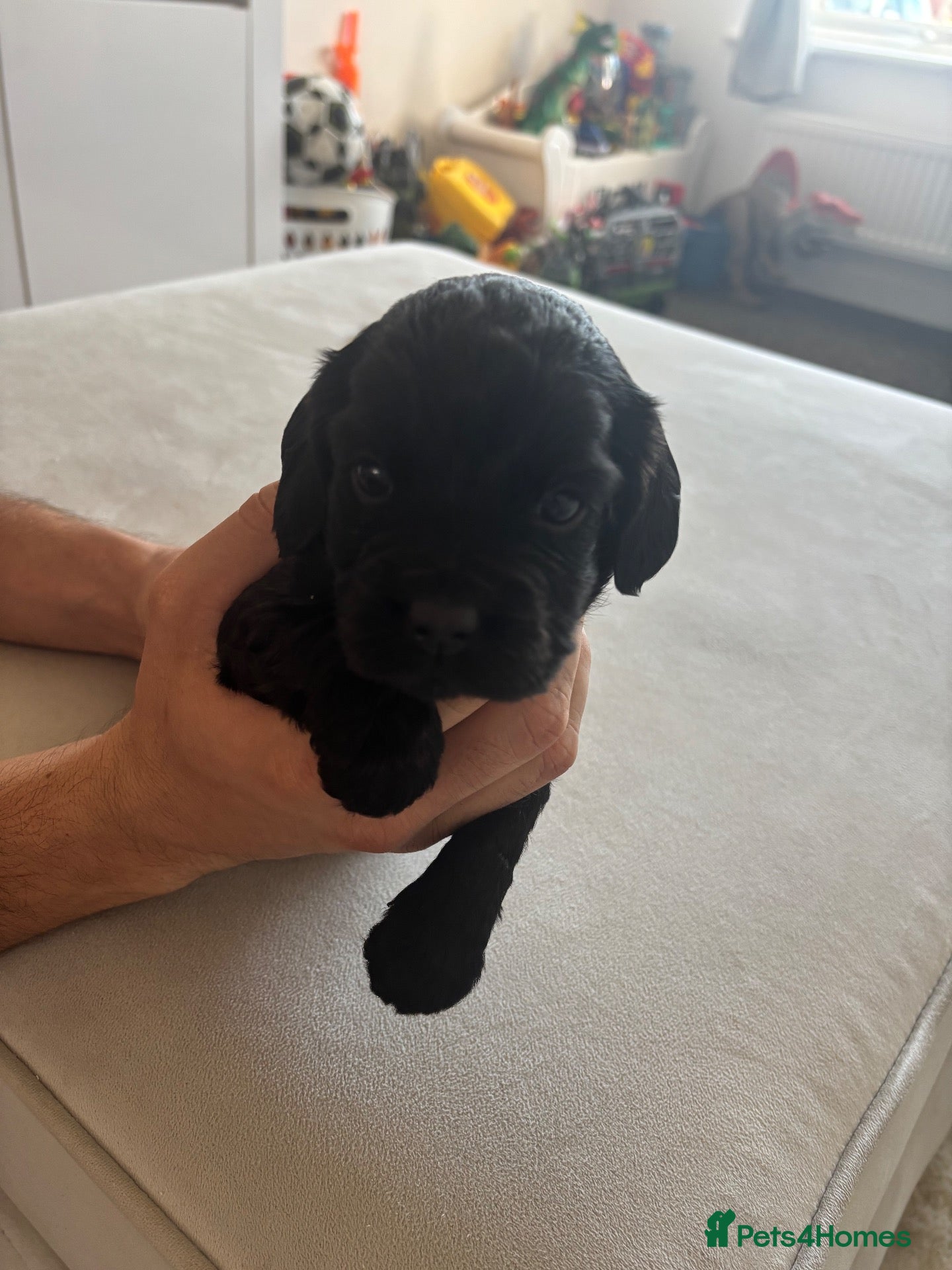 Cocker Spaniel dogs Cocker spaniel puppies for sale Merle colours!!!! - Advert 9