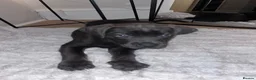 Cane Corso dogs for sale: Beautiful CaneCorso Puppies last 5 - Advert 9