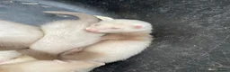 Ferret rodents for sale: 3 Standard Size Working Ferrets For Sale - Advert 6