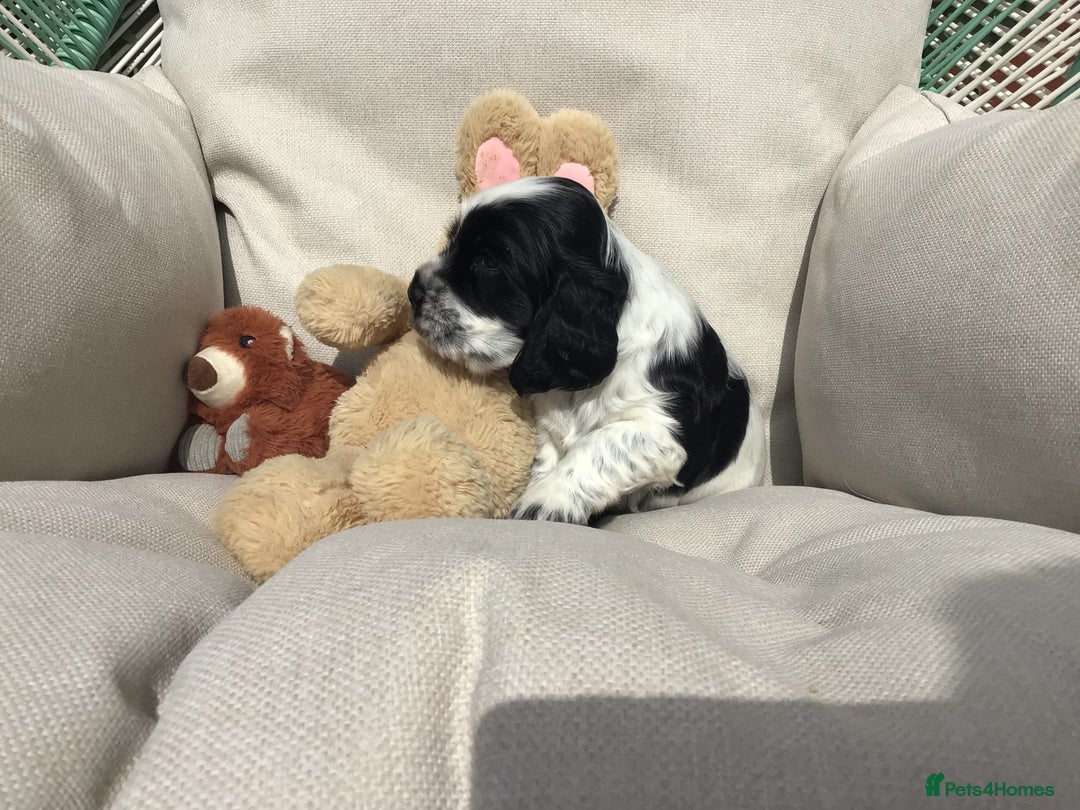 Cocker Spaniel dogs for sale: Show cocker pups  K.C. Reg. AMS. PRA. And FN clear - Image 7
