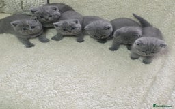 British Shorthair cats for sale: BRITISH SHORTHAIR KITTENS  - Image 2