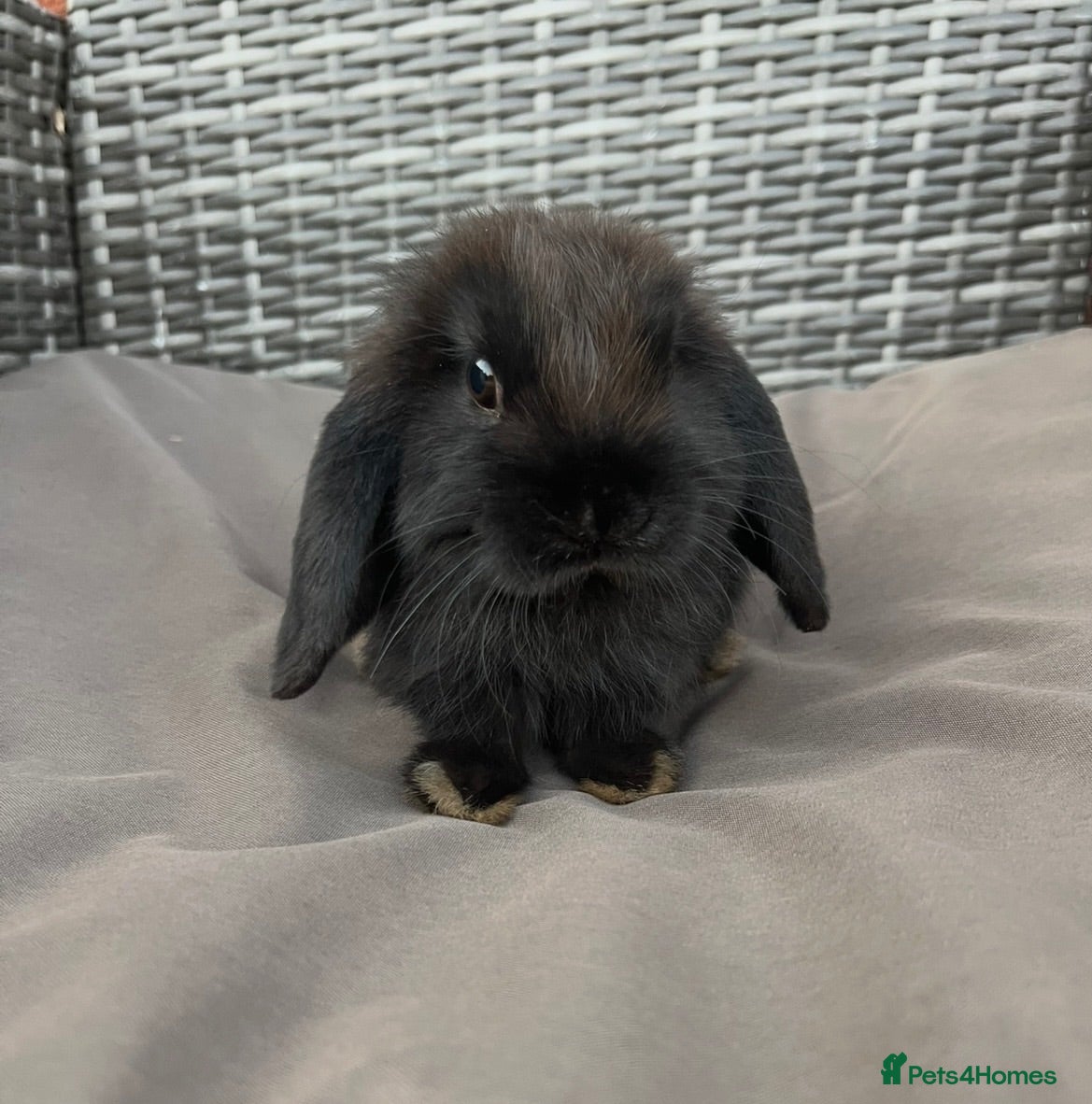 Mini Lop rabbits 🐰Pure Bred Mini Lop babies ~ Ready now🐰 - Advert 1