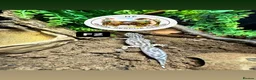 Gecko reptiles for sale: Lizards for rehome  - lot to choose from  in Nottingham - Advert 17