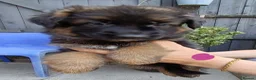 German Shepherd dogs for sale: PUPPIES FOR SALE - Advert 6