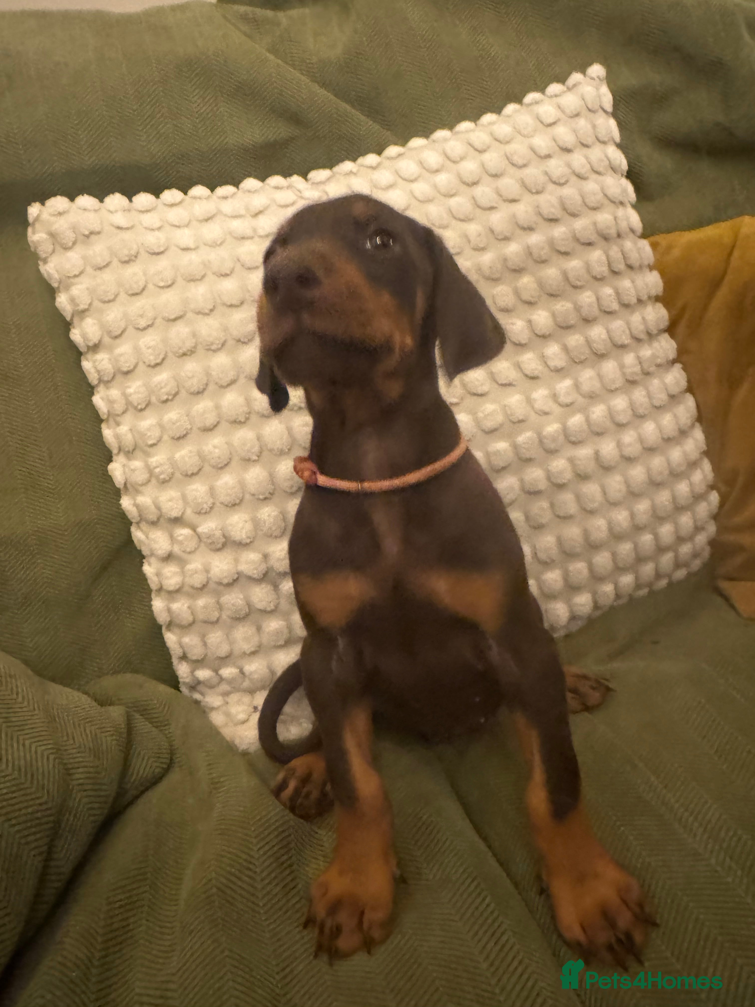 Dobermann dogs Beautiful chunky Dobermans - Advert 6