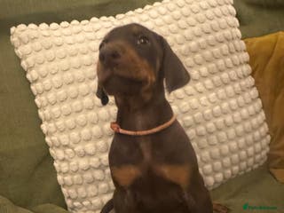 Dobermann dogs Beautiful chunky Dobermans - Advert 6