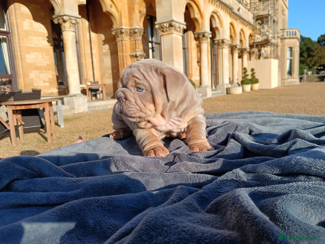 English Bulldog dogs for sale: 2 stunning males from the world famous Mr muscle  - Advert 27