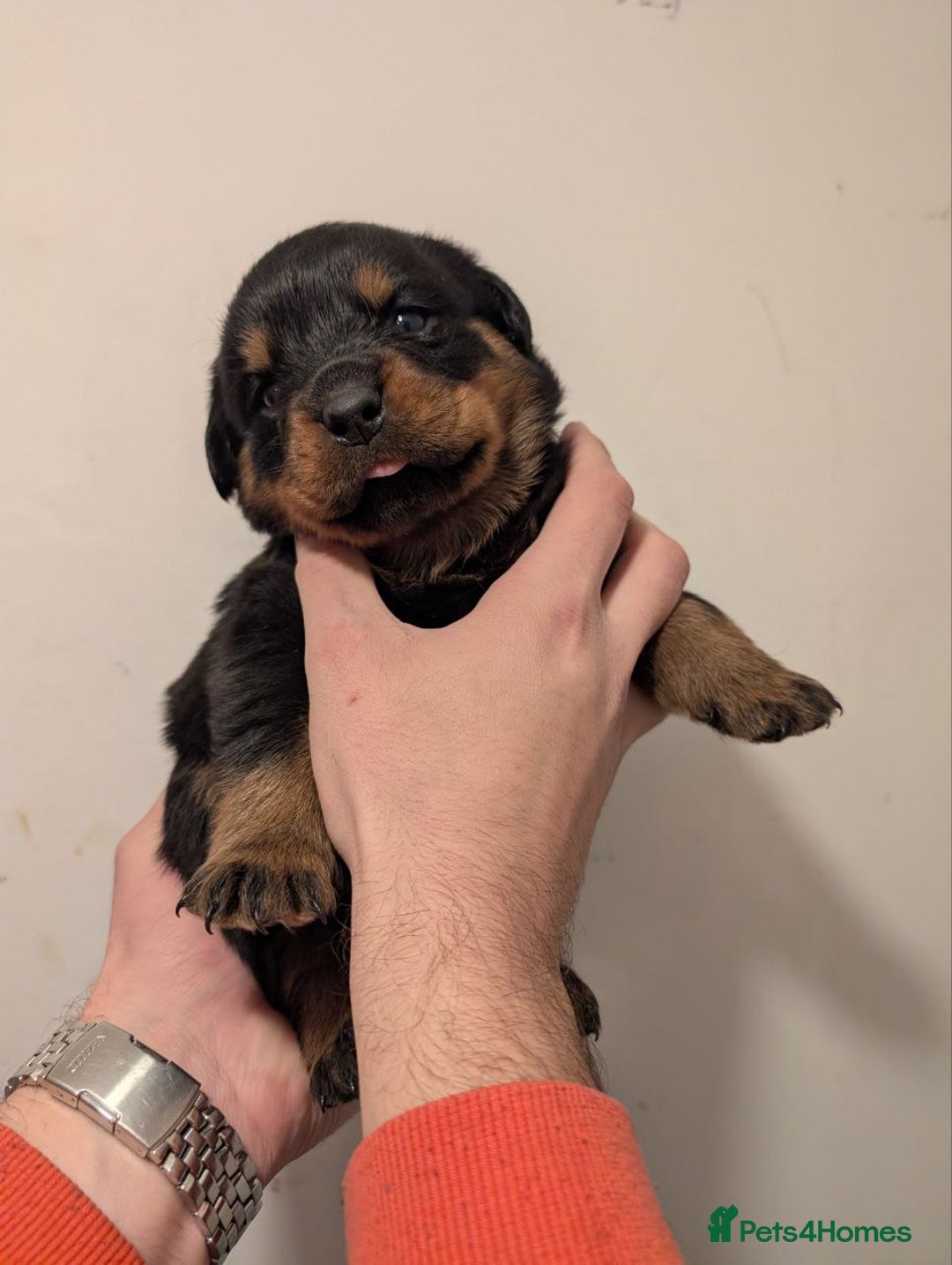 Rottweiler dogs for sale: 🐶 KC Rottweiler Puppies – German ADRK Bloodlines - Advert 26