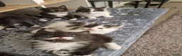 Mixed Breed cats for sale: 5 stunning siamese mixed kittens 😻 - Advert 1