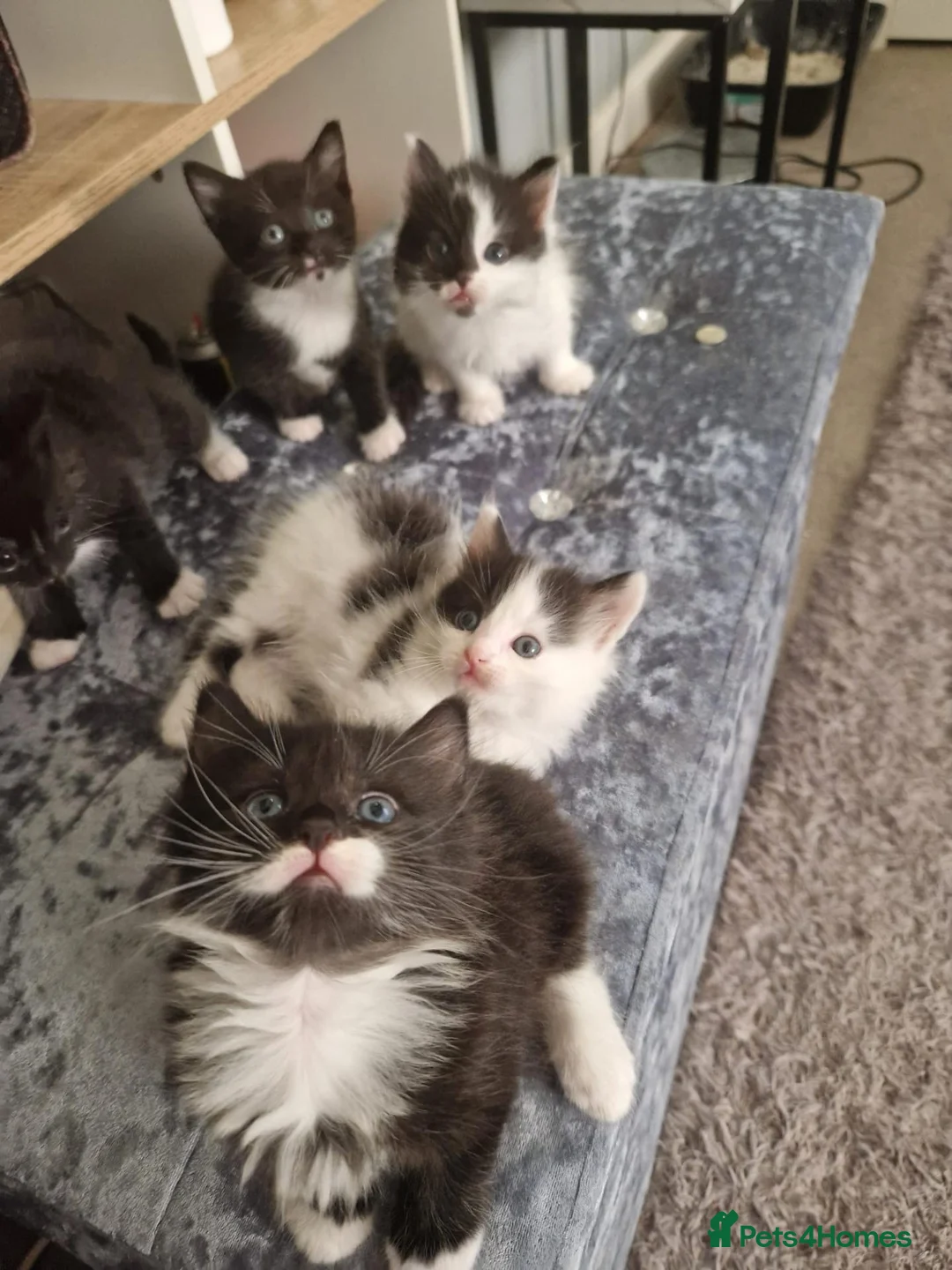 Mixed Breed cats for sale: 5 stunning siamese mixed kittens 😻 - Advert 1
