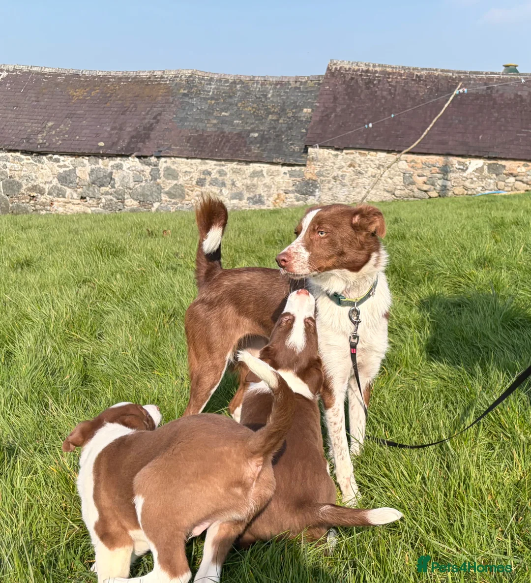 Border Collie dogs for sale: Border Collie Pups - Advert 2