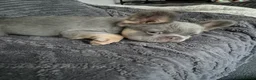 French Bulldog dogs for stud: Male french bulldog - Advert 5