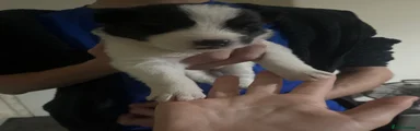 Huskita 2