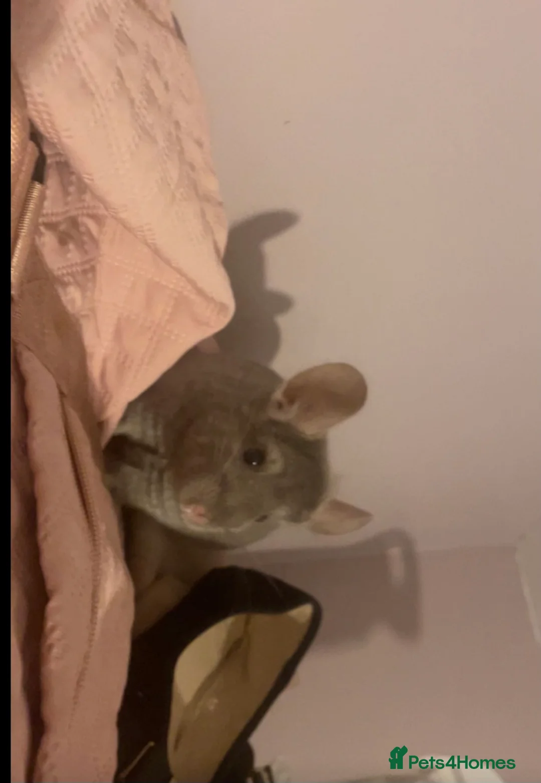 Chinchilla rodents for sale: Chinchilla  - Advert 3