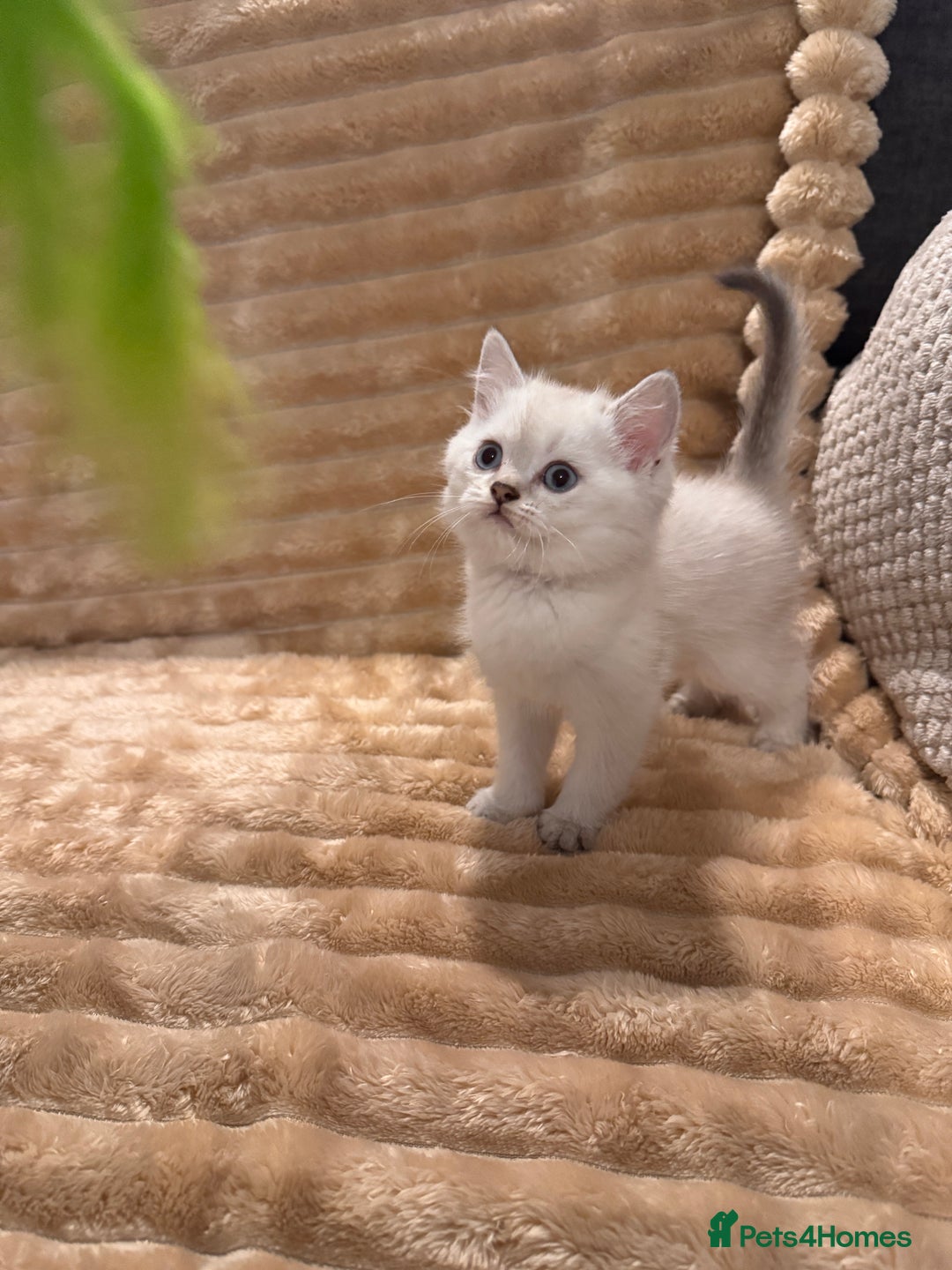 British Shorthair cats for sale: 3 lovely BS boys - Image 6
