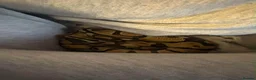 Python Snake reptiles for sale: Royal python  - Advert 3