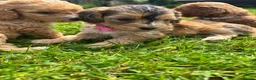 Cockapoo dogs for sale: Beautiful F1 cockerpoo puppies  - Advert 6