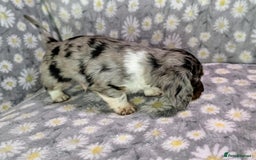 Miniature Dachshund dogs for sale: Mini Dachshund Puppies, Gorgeous Colours & Coats - Image 3