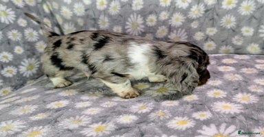 Miniature Dachshund dogs - Advert 13