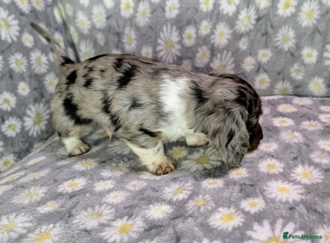 Miniature Dachshund dogs for sale: Mini Dachshund Puppies, Gorgeous Colours & Coats - Image 3