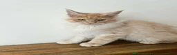 Maine Coon cats for sale: ⭐️⭐️TICA REGISTERED MAINE COON BOY⭐️⭐️ - Advert 4