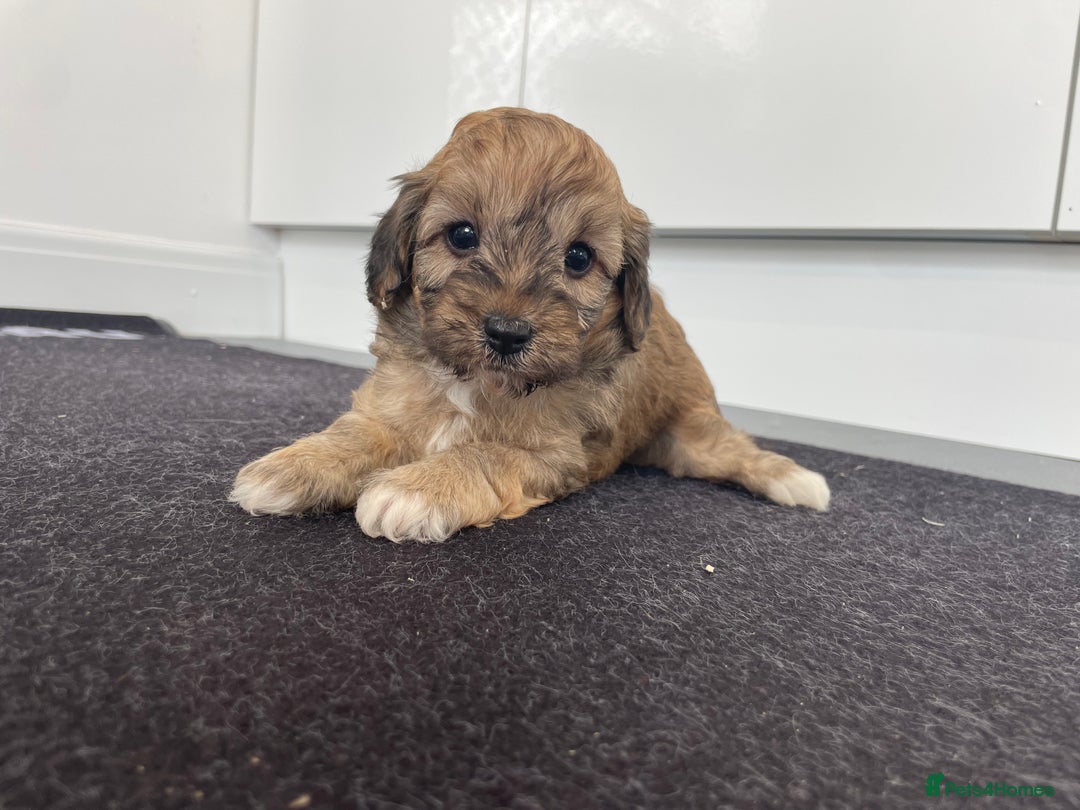 Cavapoochon dogs for sale: Beautiful Cavapoochon puppies for sale  - Image 10