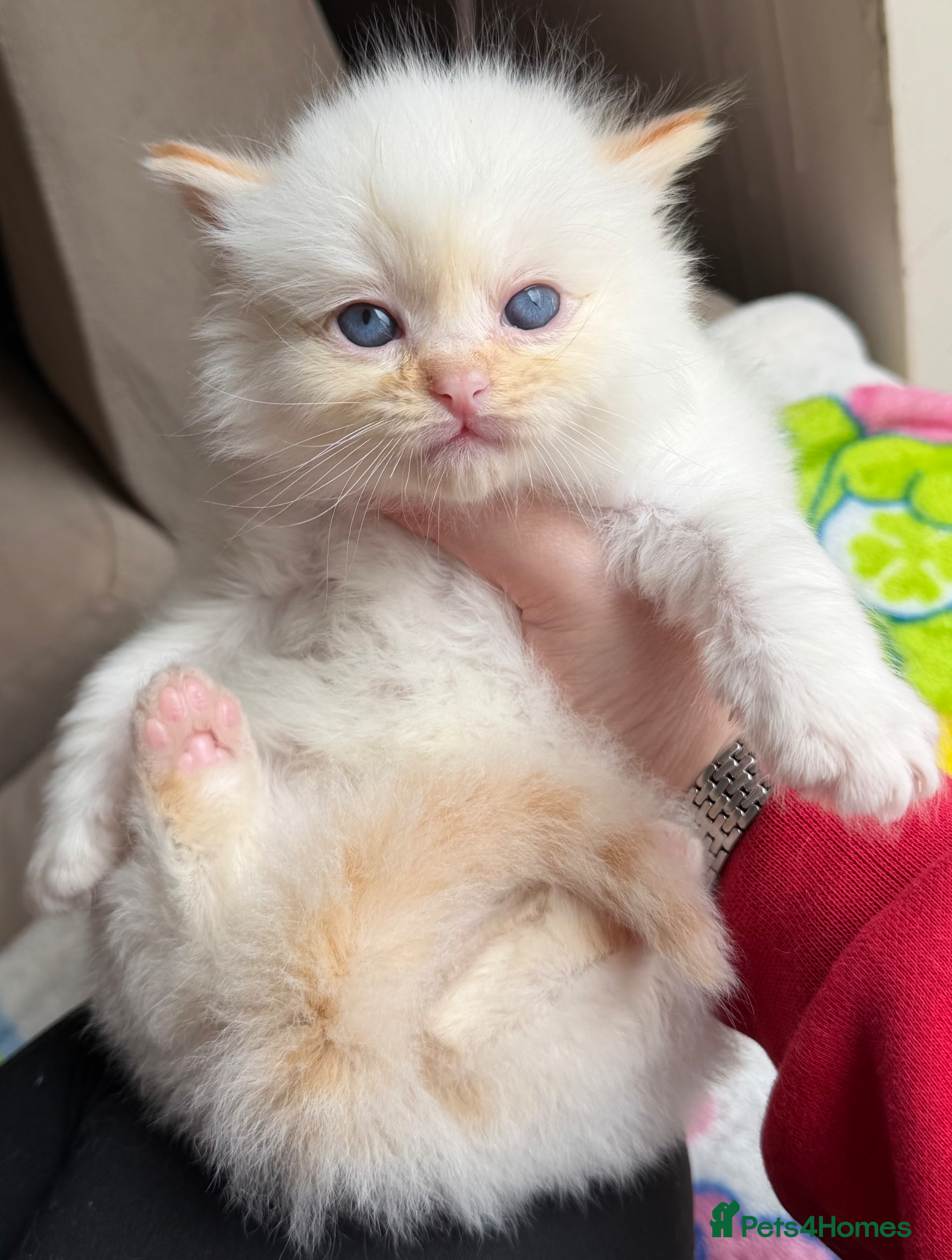 Ragdoll cats Mink/Sepia TICA Cherubim’s  - Advert 6