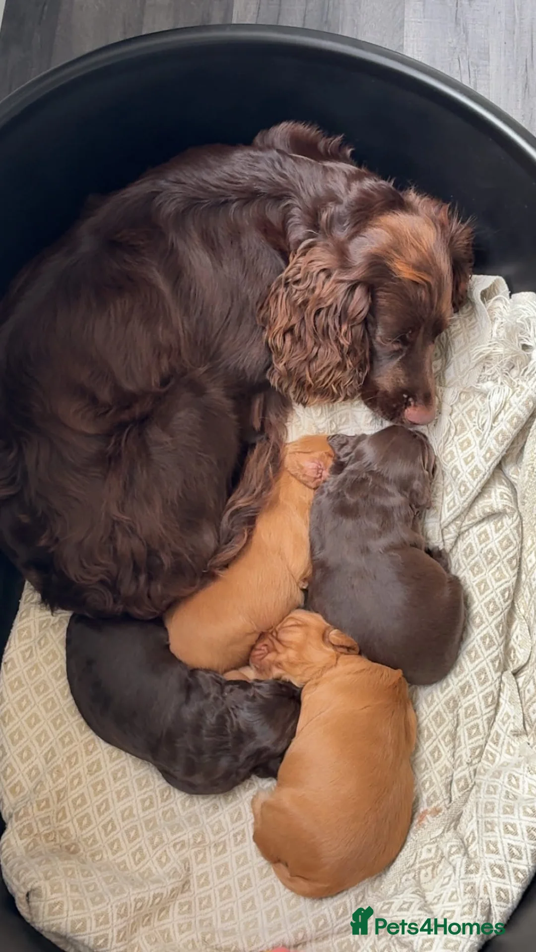 Cocker Spaniel dogs for sale: Gorgeous chocolate cocker spaniels for sale  in Pontefract - Advert 1