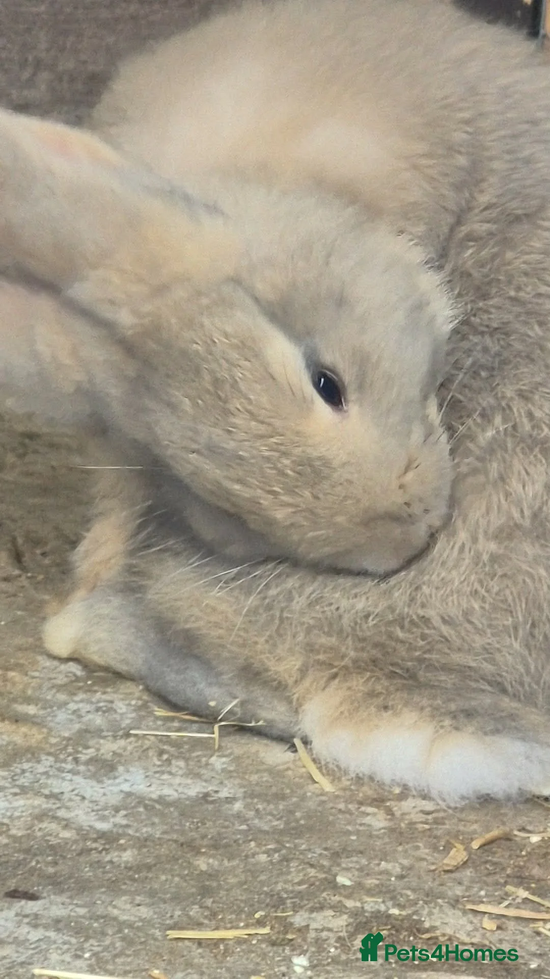 Continental Giant rabbits for sale: Baby FULL Continental Giant rabbits in Castleford - Advert 7