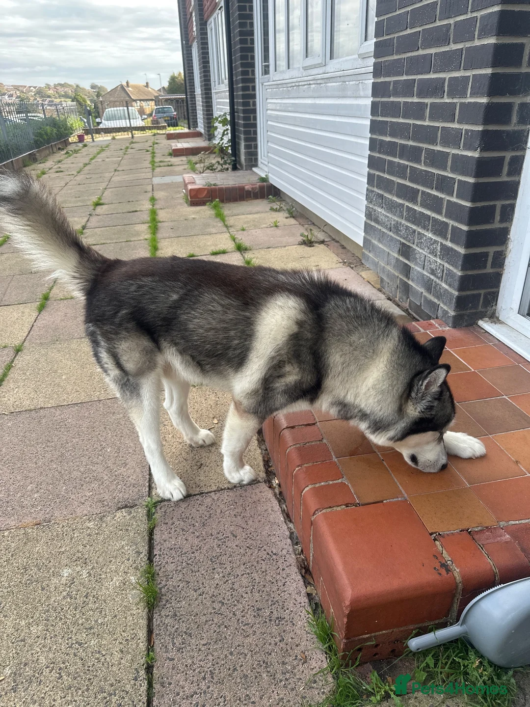 Alaskan Malamute dogs for stud: Zues  - Advert 2